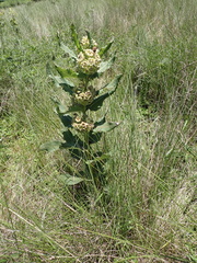 Xysmalobium undulatum