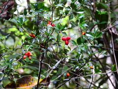 Alyxia oblongata