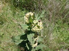 Xysmalobium undulatum