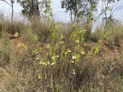 Gomphocarpus