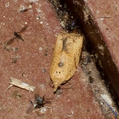 Meritastis piperata