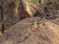 Diporiphora australis