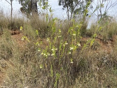 Gomphocarpus