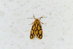 Miltochrista conjunctana