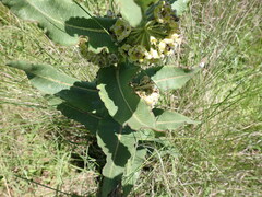 Xysmalobium undulatum