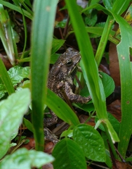 Ingerophrynus biporcatus