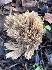 Ramaria stricta