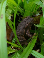 Ingerophrynus biporcatus