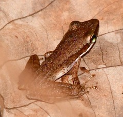 Chalcorana labialis