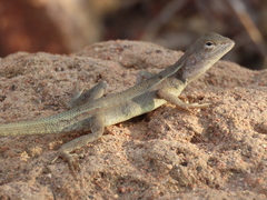 Diporiphora australis