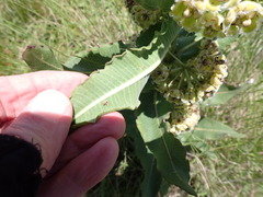 Xysmalobium undulatum