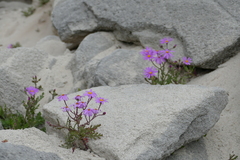 Senecio elegans