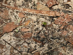 Anaxyrus terrestris