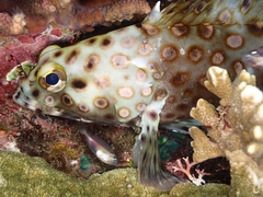 Epinephelus macrospilos