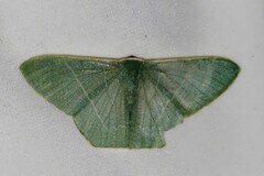 Pelagodes antiquadraria