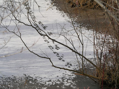 Ondatra zibethicus