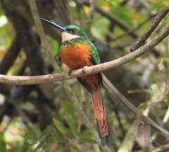 Galbula ruficauda