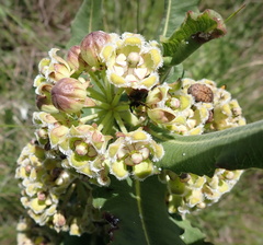 Xysmalobium undulatum