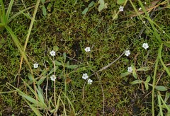 Dentella repens