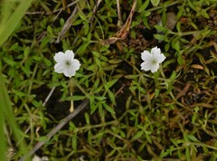 Dentella repens