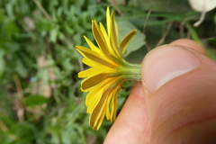 Hyoseris radiata