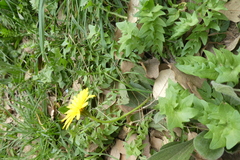 Hyoseris radiata