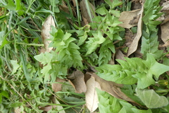 Hyoseris radiata