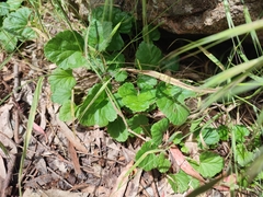 Pelargonium rodneyanum