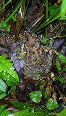 Duttaphrynus melanostictus