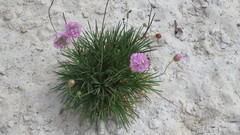 Armeria welwitschii