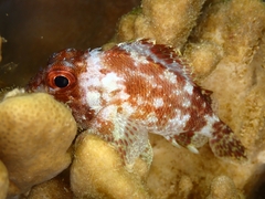 Scorpaenidae