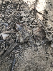 Sclerophrys poweri
