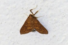 Polygrammodes grossalis