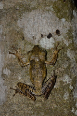 Polypedates otilophus