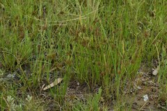 Cyperus difformis