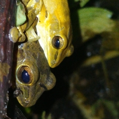 Polypedates leucomystax