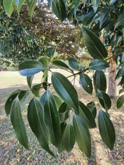 Cinnamomum burmanni