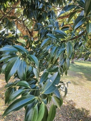 Cinnamomum burmanni