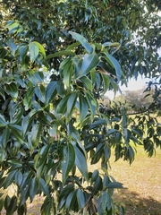Cinnamomum burmanni