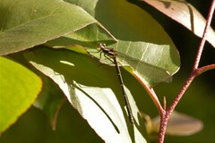 Austroargiolestes christine