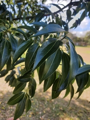 Cinnamomum burmanni