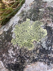 Rhizocarpon