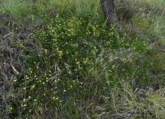 Goodenia fascicularis