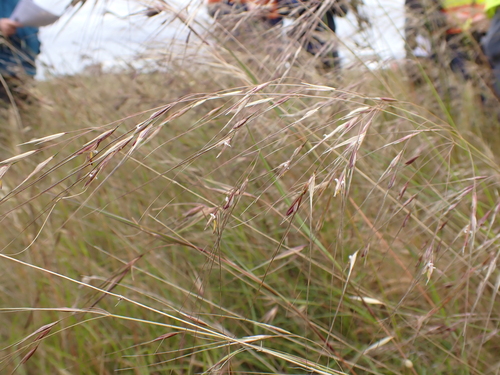 tall speargrass (Austrostipa bigeniculata)