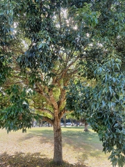 Cinnamomum burmanni