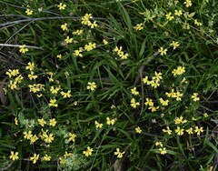 Goodenia fascicularis
