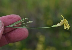 Goodenia fascicularis