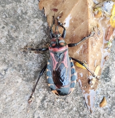 Brontostoma colossus