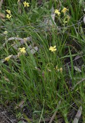 Goodenia fascicularis