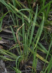 Goodenia fascicularis